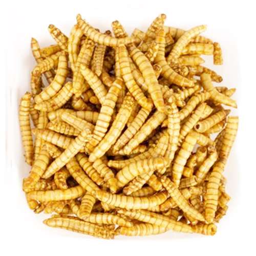 ruồi l&iacute;nh đen